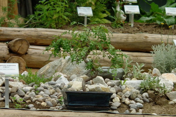 DSCF5083